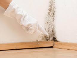 Best Black Mold Removal in West Ack, NY